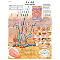 Los mejores  - 3B Scientific Vr3283L Póster Anatómico- la Piel